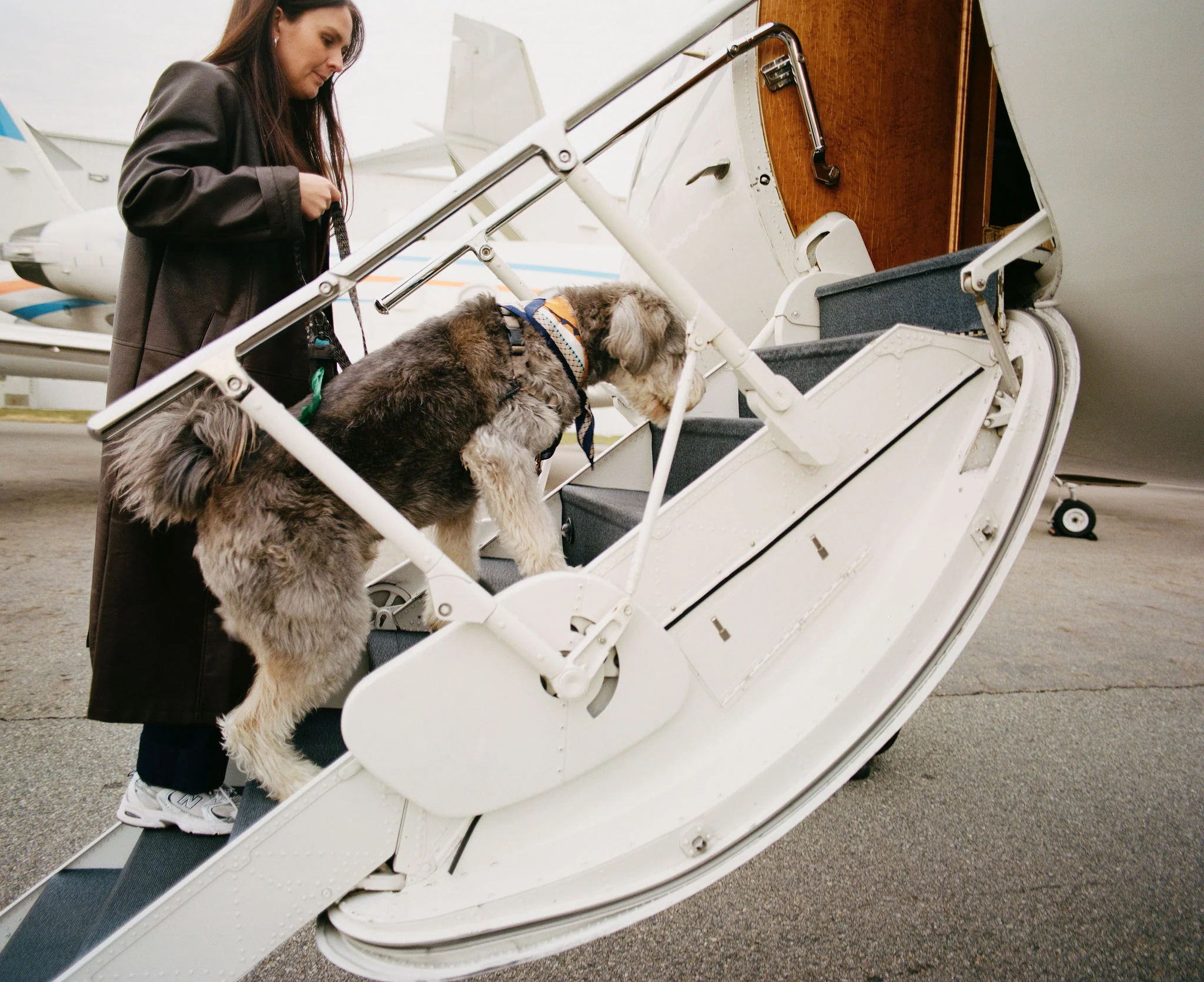 First-Class Travel for Dogs